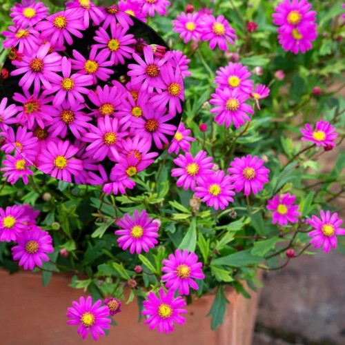 Brachyscome multifida 'Delight Magenta' - Lõhislehine tukalill 'Delight Magenta' P9/0,55L